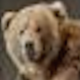 Illustration for article titled Theres a Giant Taxidermied Bear in Kelly Clarksons Living Room